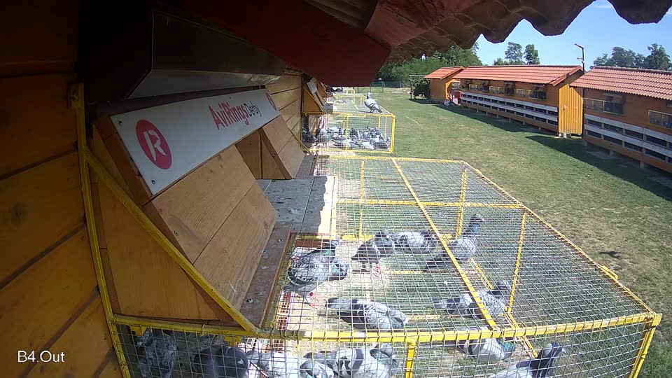 Pigeon Arrival Image For Race Race 5