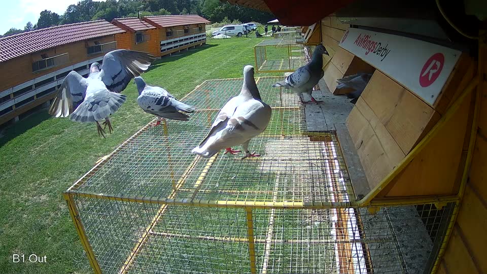 Pigeon Arrival Image For Race Race 6