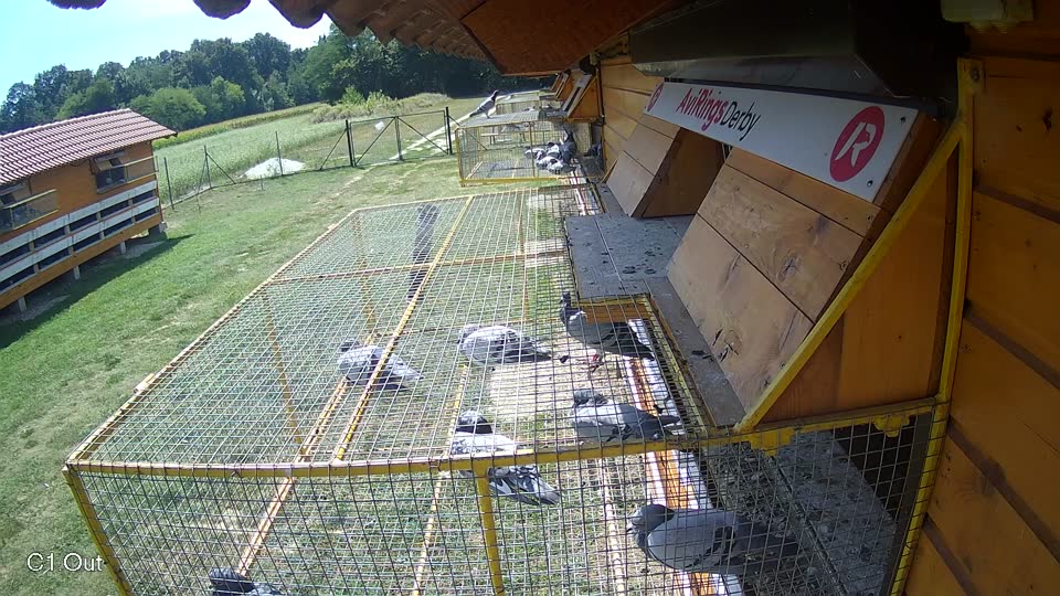 Pigeon Arrival Image For Race Race 5