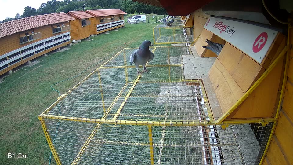 Pigeon Arrival Image For Race Race 3