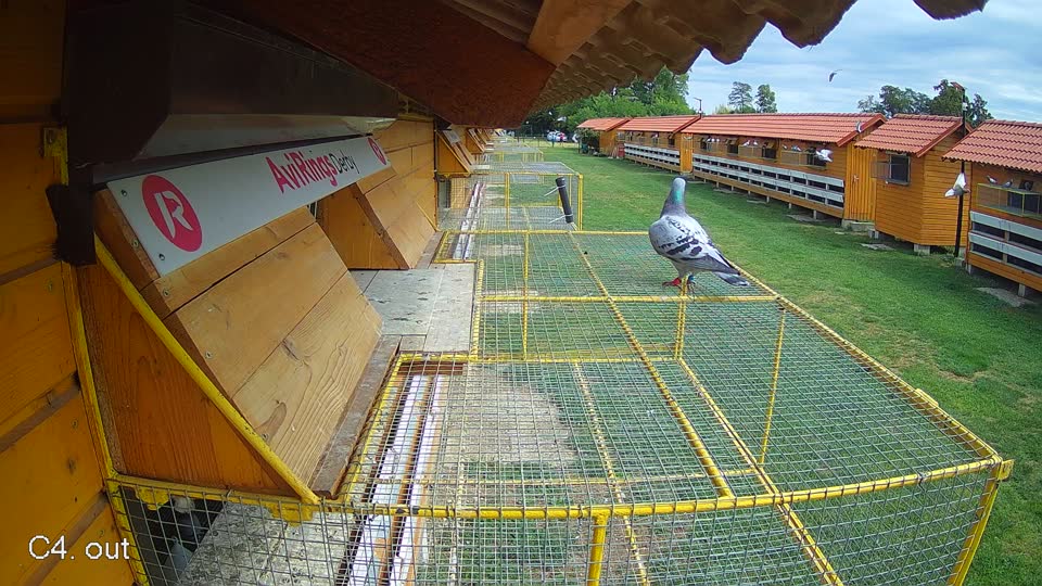 Pigeon Arrival Image For Race Race 4