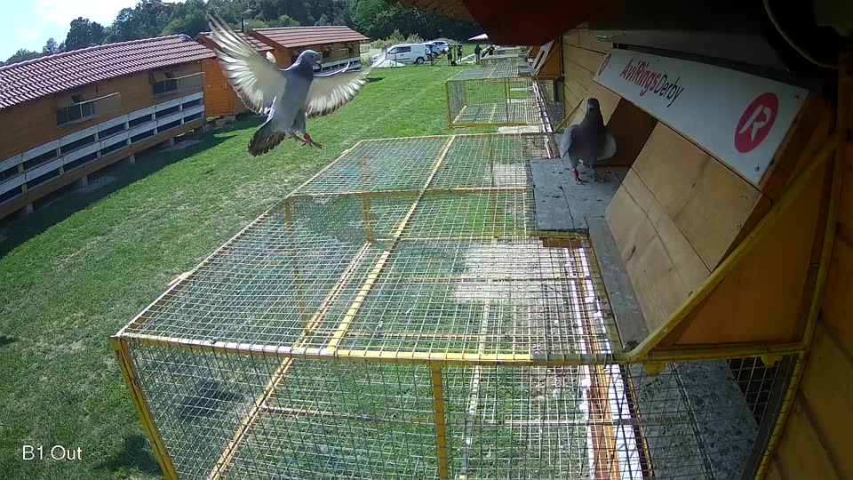 Pigeon Arrival Image For Race Race 6