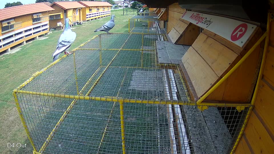 Pigeon Arrival Image For Race Race 3