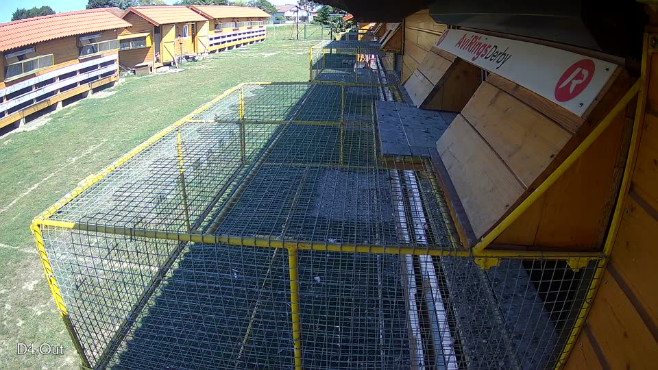 Pigeon Arrival Image For Race Race 5