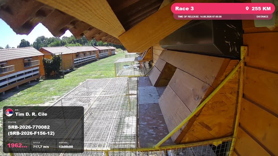 Pigeon Arrival Image For Race Race 3