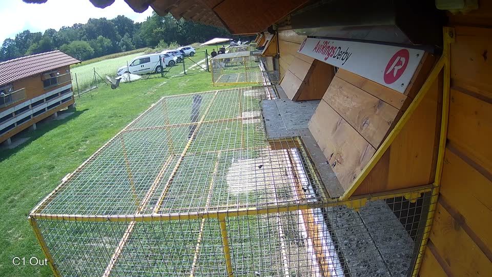 Pigeon Arrival Image For Race Race 6