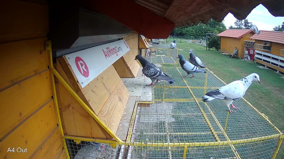 Pigeon Arrival Image For Race Race 3