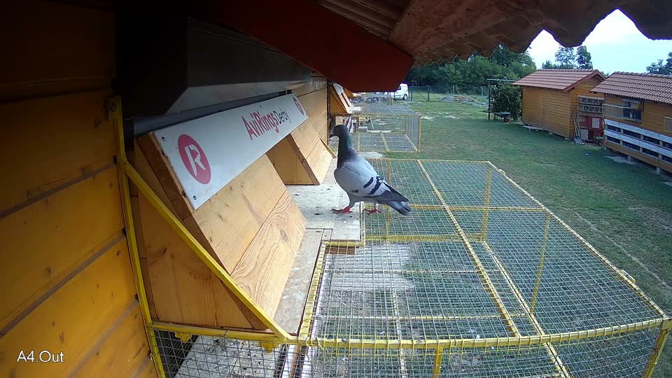 Pigeon Arrival Image For Race Race 4