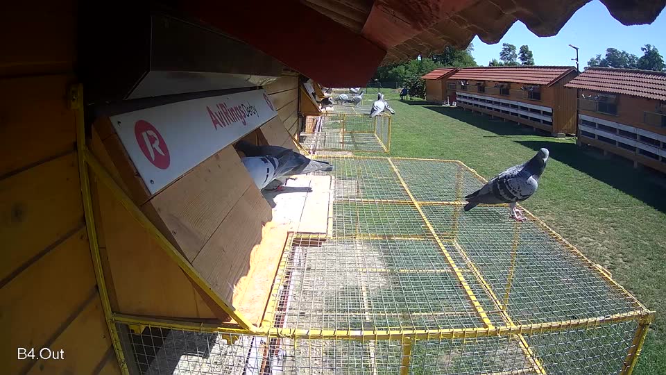 Pigeon Arrival Image For Race Race 2