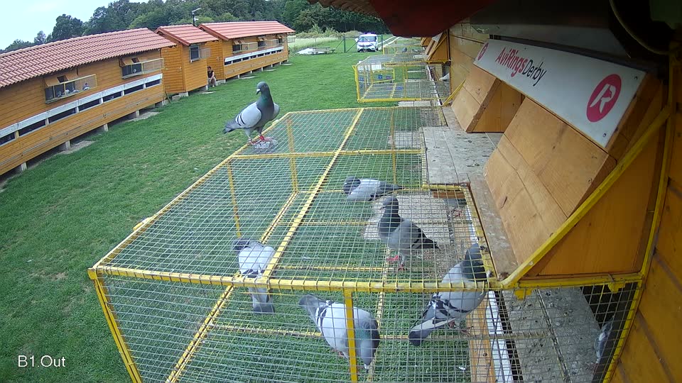 Pigeon Arrival Image For Race Final race 1