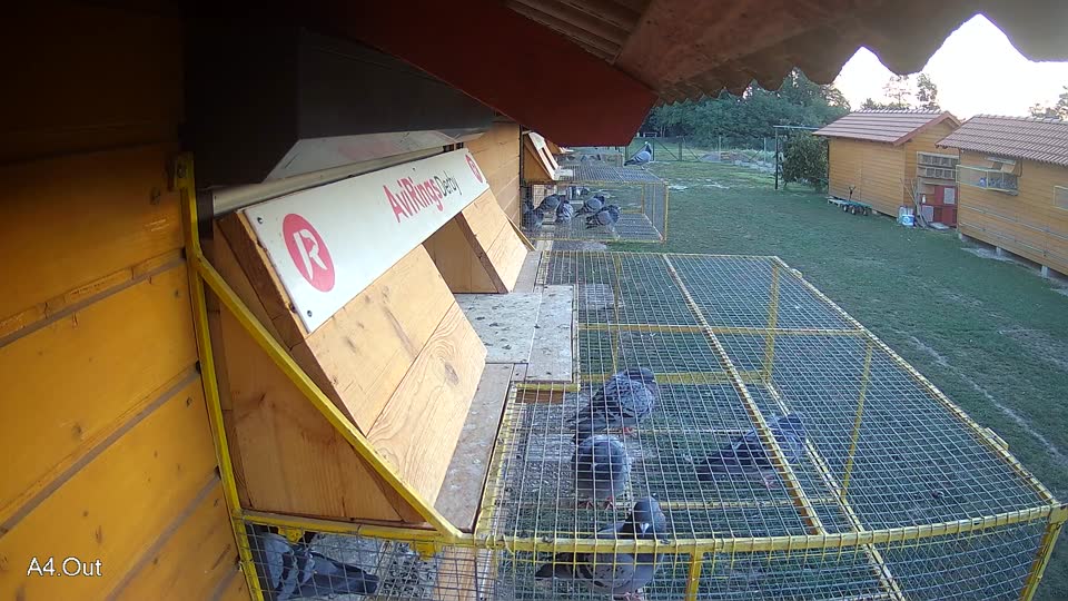 Pigeon Arrival Image For Race Race 5