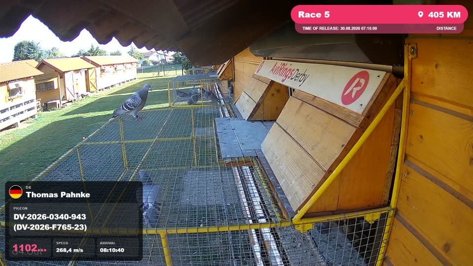 Pigeon Arrival Image For Race Race 5