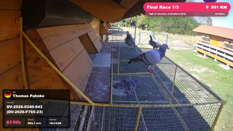 Pigeon Arrival Image For Race Final Race 1/3