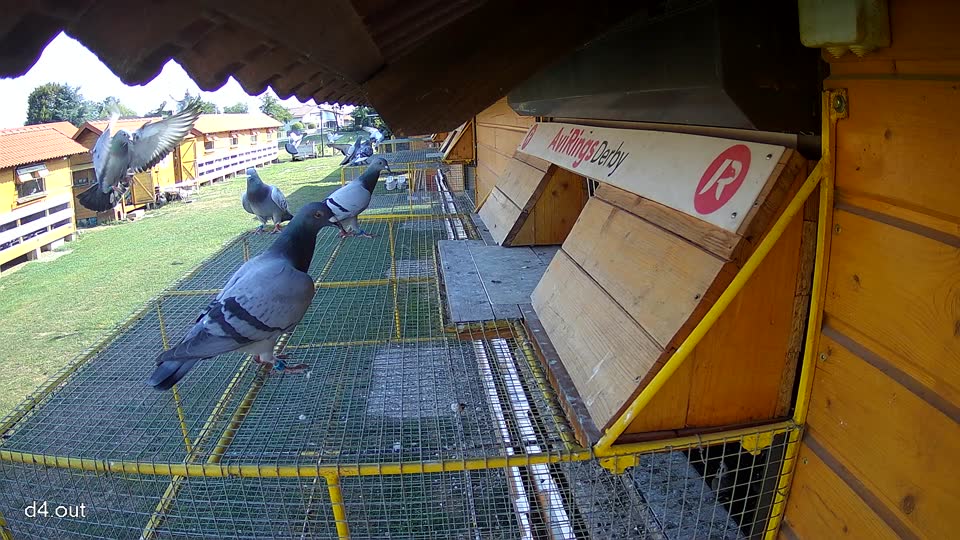 Pigeon Arrival Image For Race Race 1