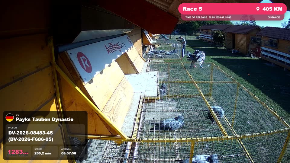 Pigeon Arrival Image For Race Race 5