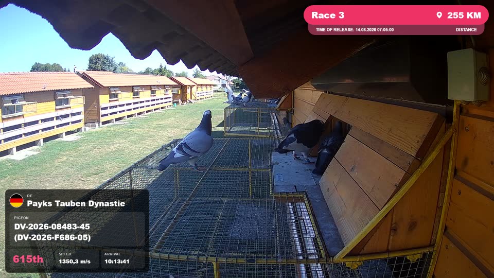 Pigeon Arrival Image For Race Race 3