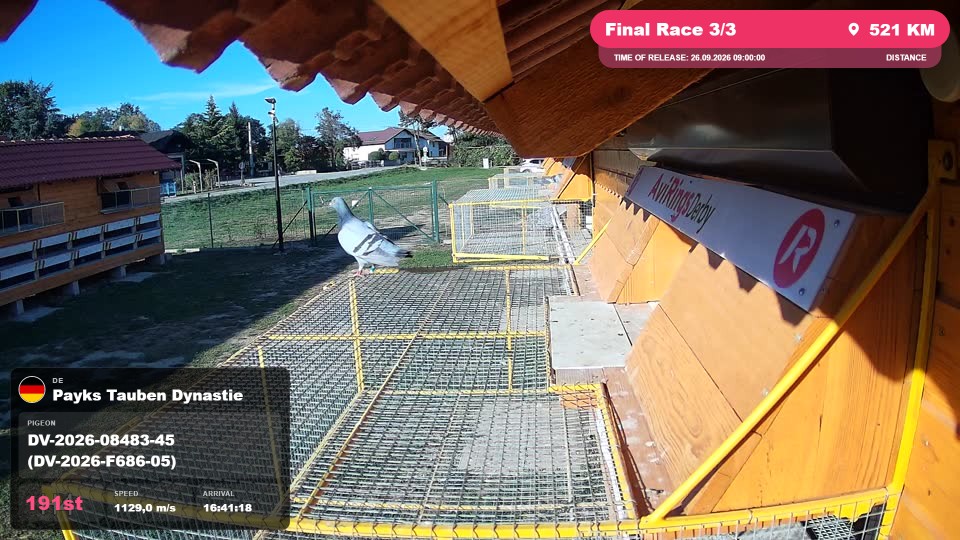 Pigeon Arrival Image For Race Final Race 3/3