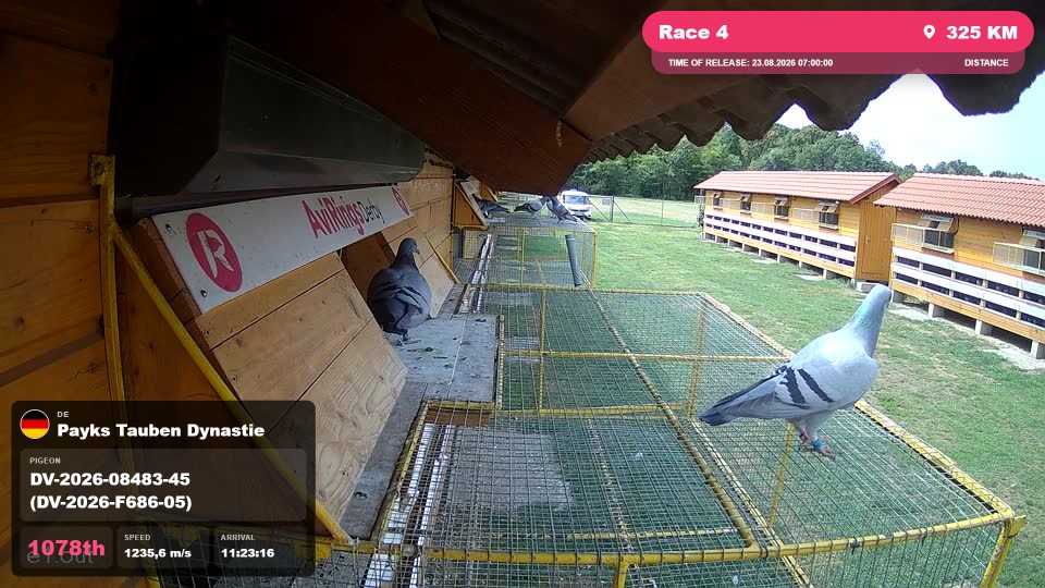 Pigeon Arrival Image For Race Race 4