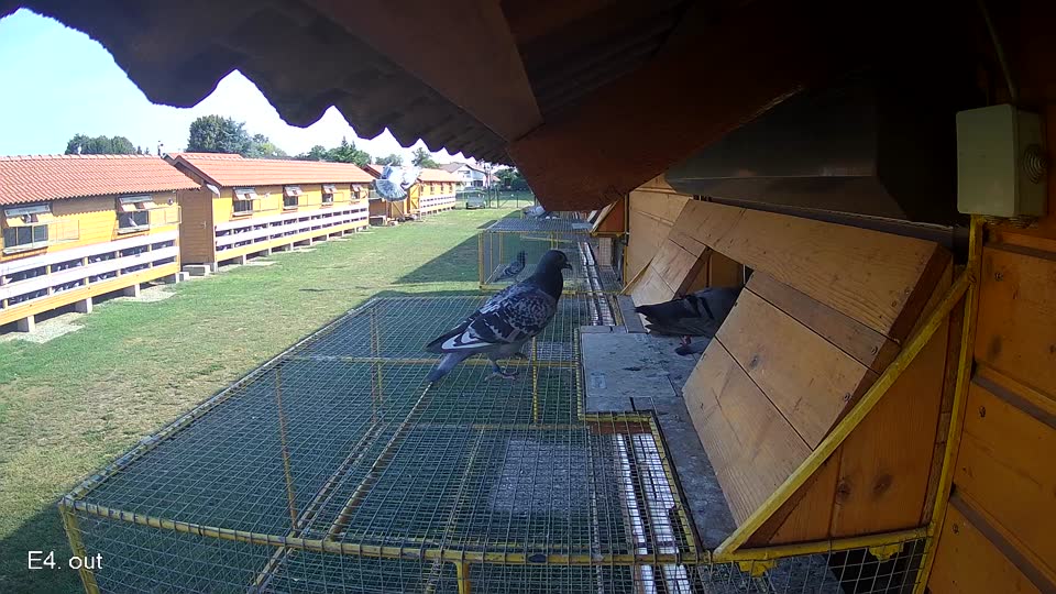 Pigeon Arrival Image For Race Race 1
