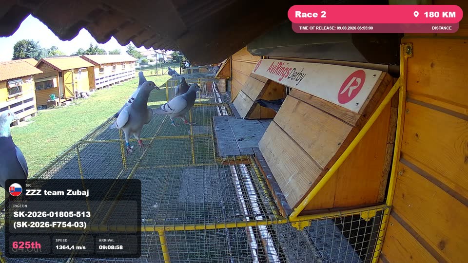 Pigeon Arrival Image For Race Race 2