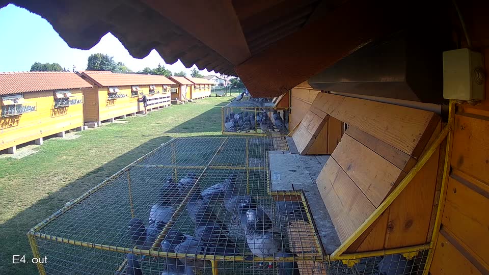 Pigeon Arrival Image For Race Race 1