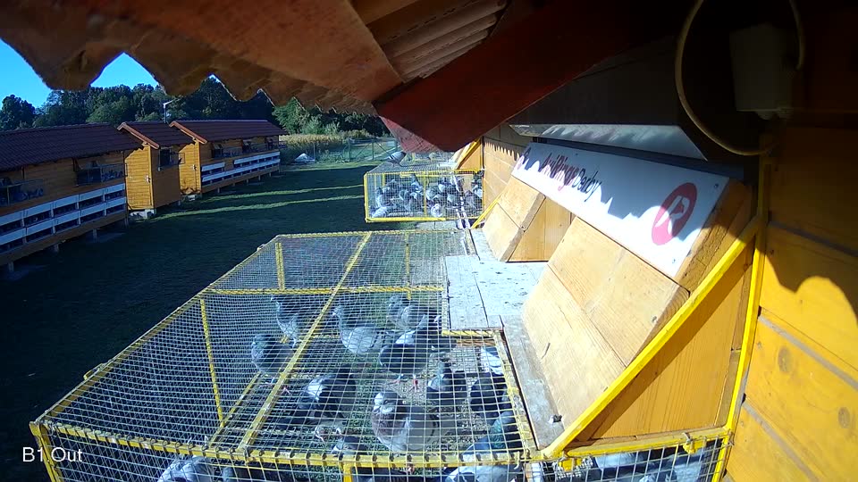Pigeon Arrival Image For Race Race 4