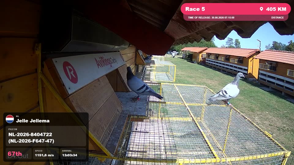 Pigeon Arrival Image For Race Race 5