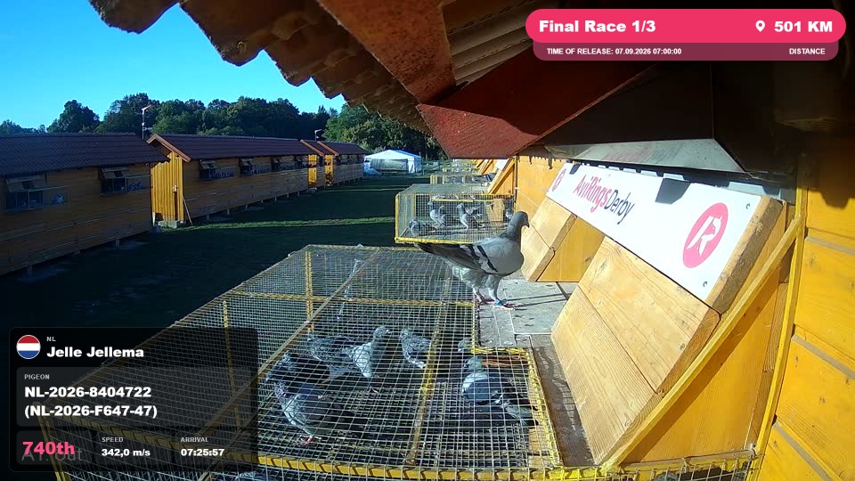 Pigeon Arrival Image For Race Final Race 1/3