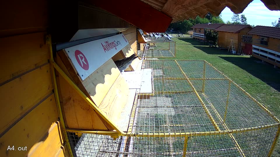 Pigeon Arrival Image For Race Race 2