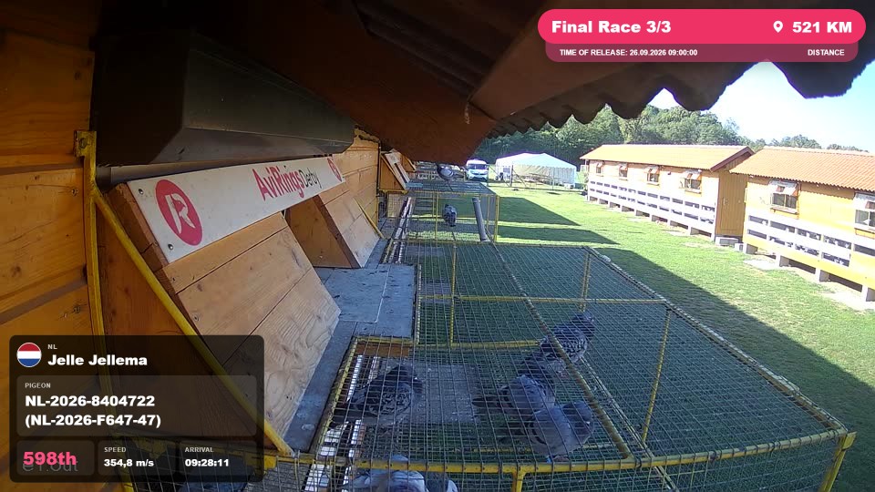 Pigeon Arrival Image For Race Final Race 3/3