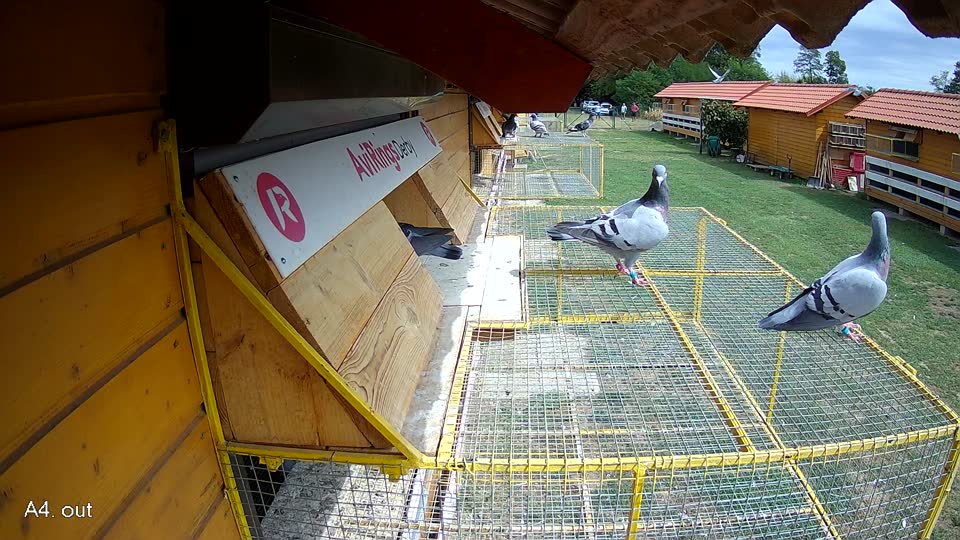 Pigeon Arrival Image For Race Race 4