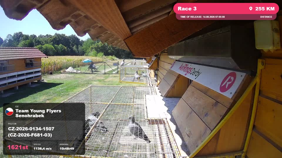 Pigeon Arrival Image For Race Race 3