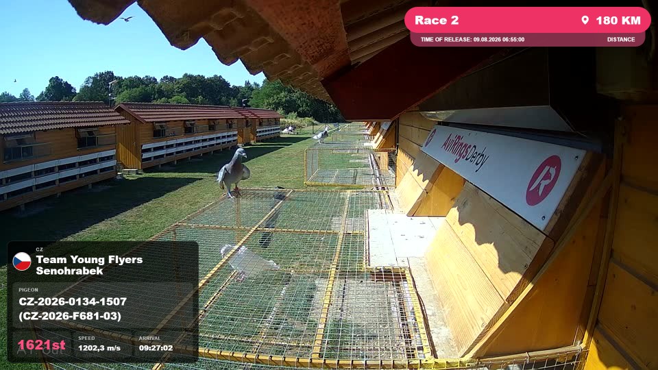 Pigeon Arrival Image For Race Race 2