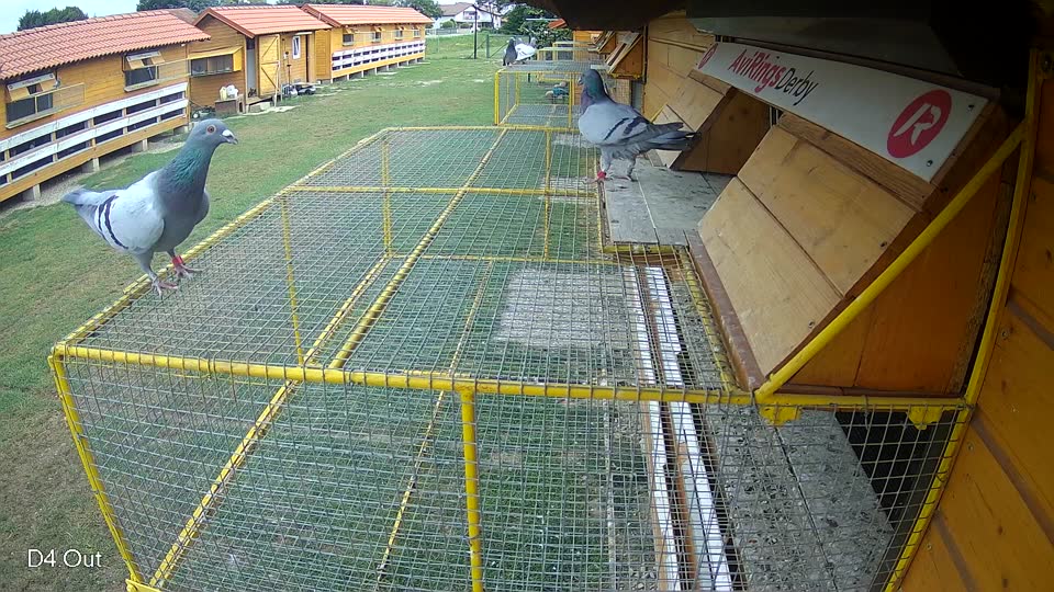 Pigeon Arrival Image For Race Race 3