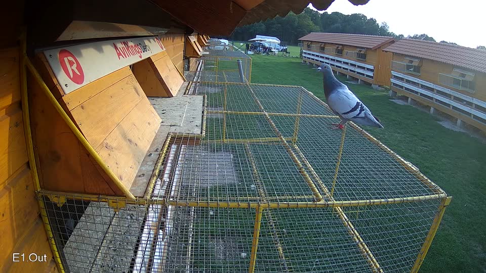 Pigeon Arrival Image For Race Final race 1