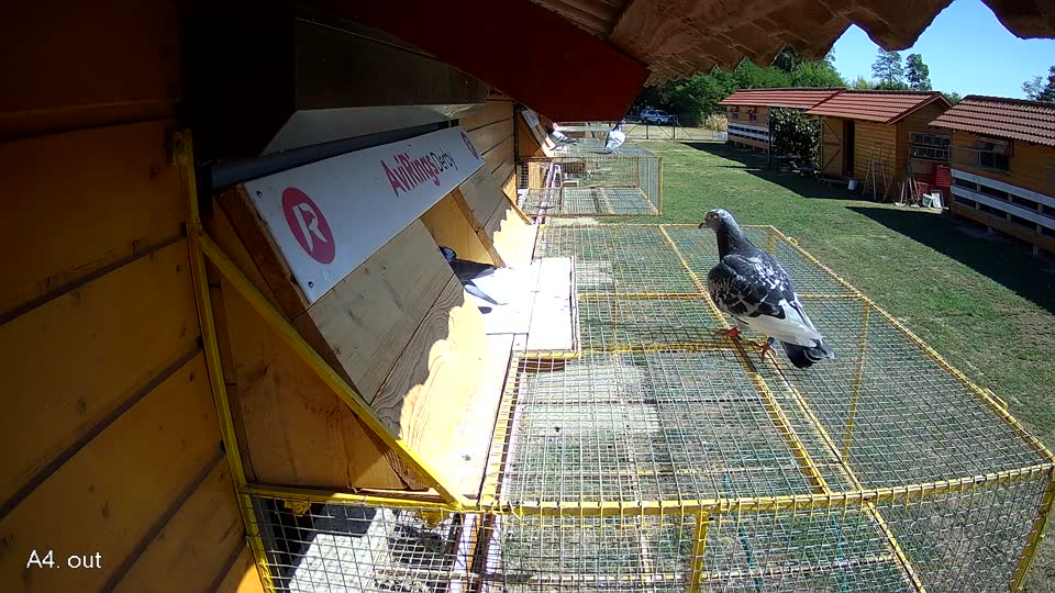 Pigeon Arrival Image For Race Race 3