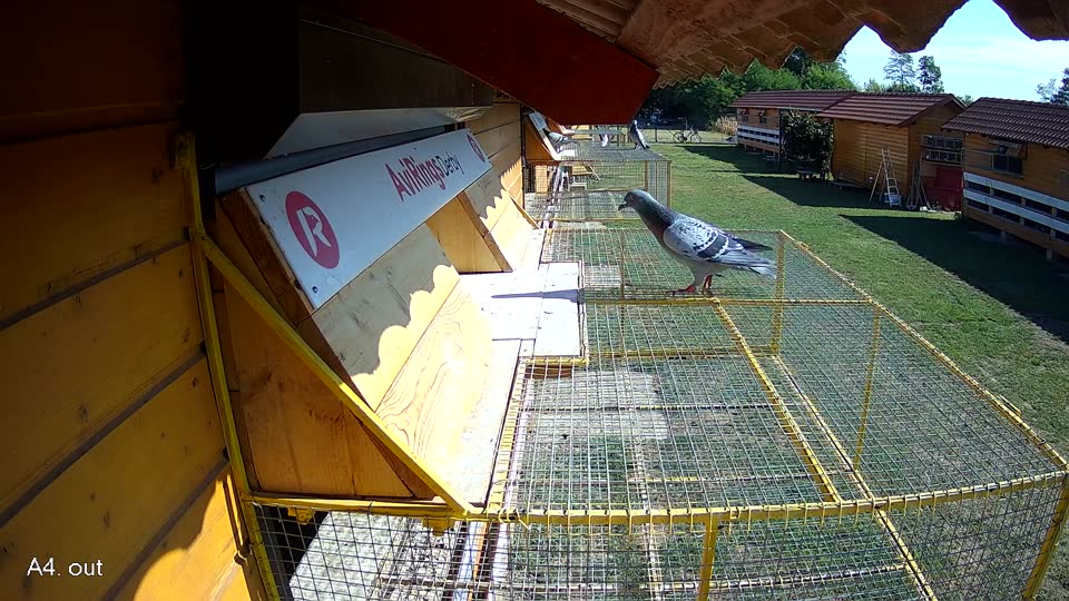 Pigeon Arrival Image For Race Race 2