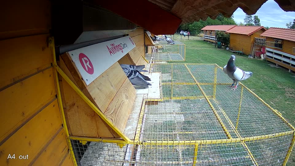 Pigeon Arrival Image For Race Race 4