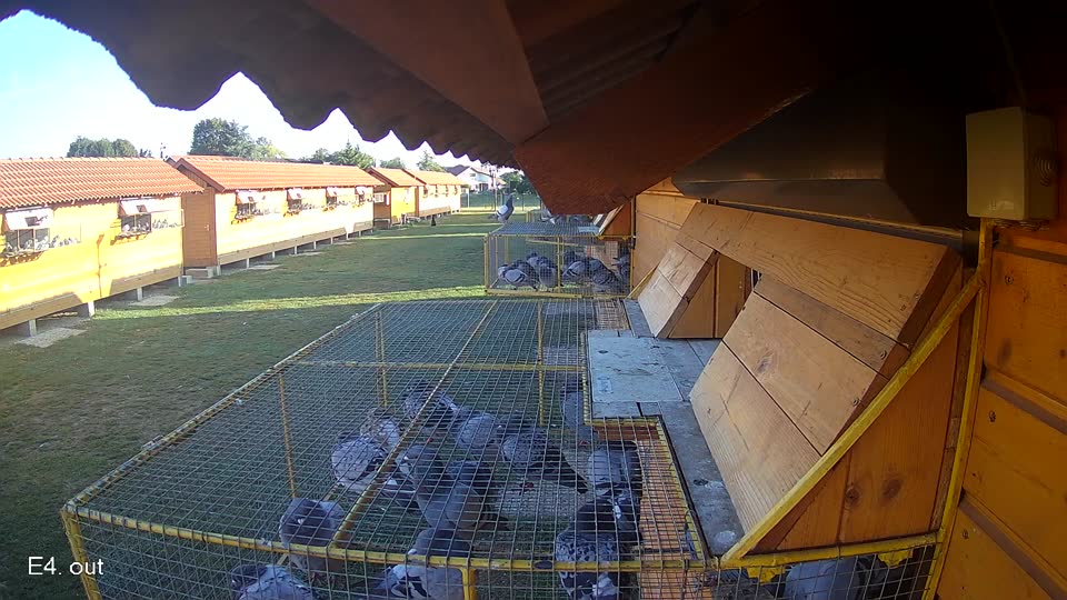 Pigeon Arrival Image For Race Race 5