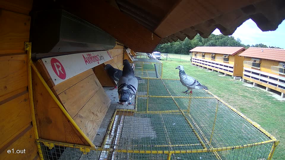 Pigeon Arrival Image For Race Race 4