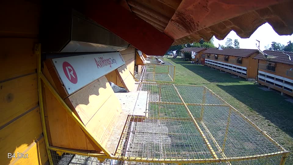 Pigeon Arrival Image For Race Race 1