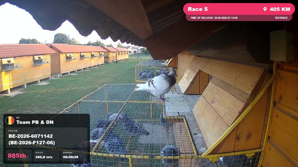Pigeon Arrival Image For Race Race 5