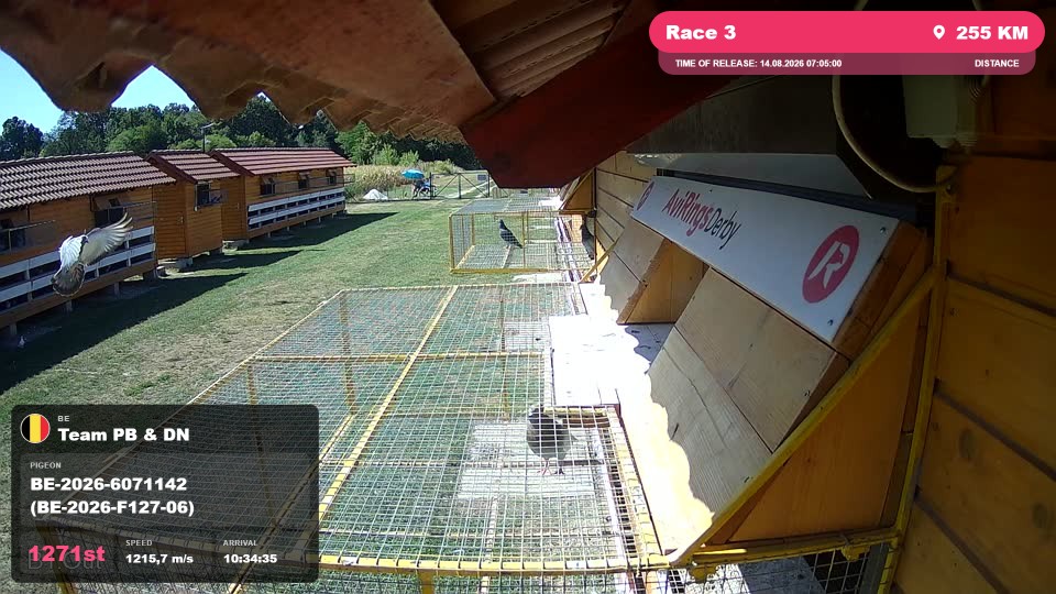 Pigeon Arrival Image For Race Race 3