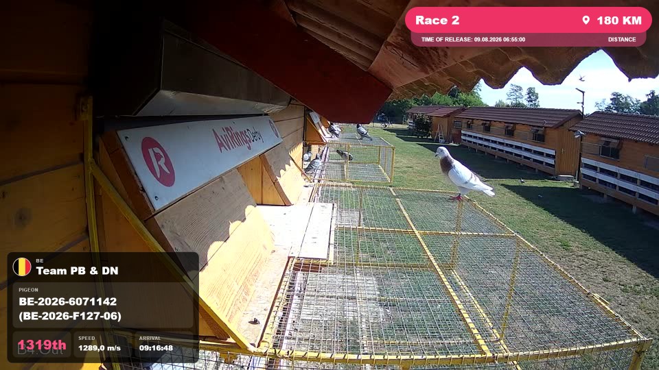 Pigeon Arrival Image For Race Race 2
