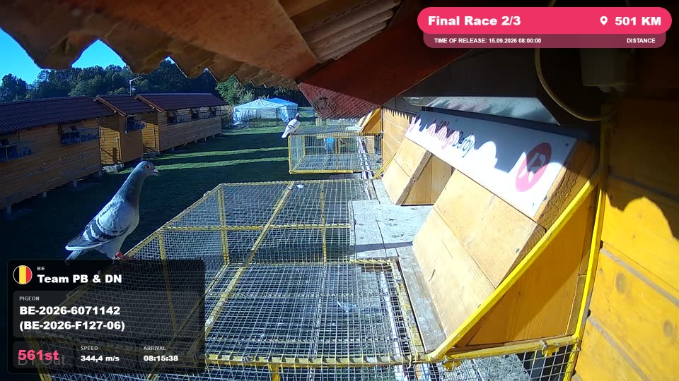 Pigeon Arrival Image For Race Final Race 2/3