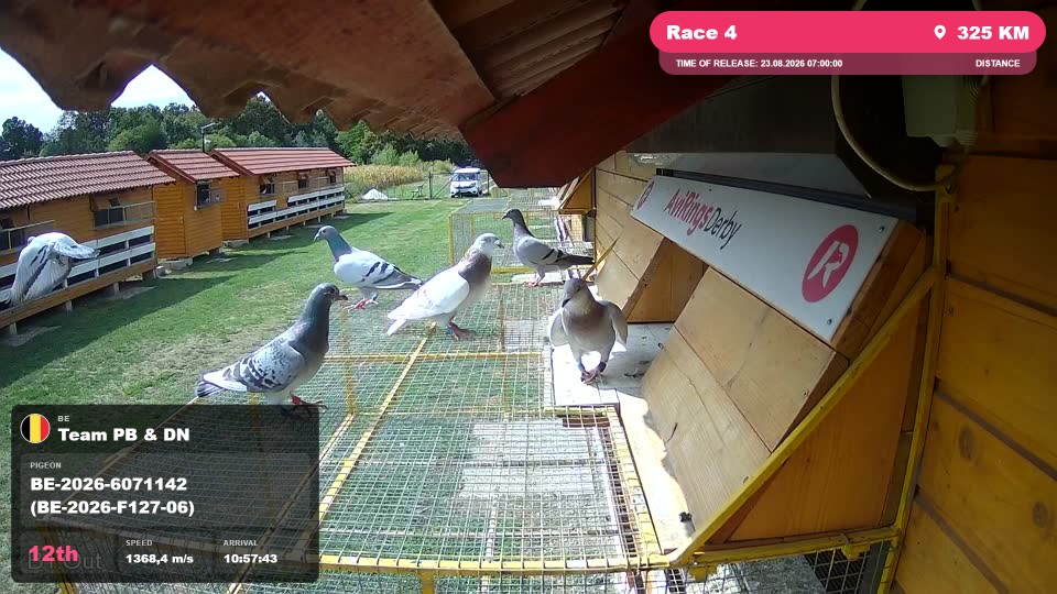 Pigeon Arrival Image For Race Race 4