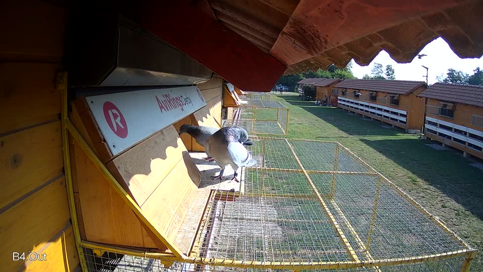 Pigeon Arrival Image For Race Race 1