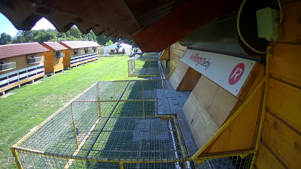 Pigeon Arrival Image For Race Final Race 2/3
