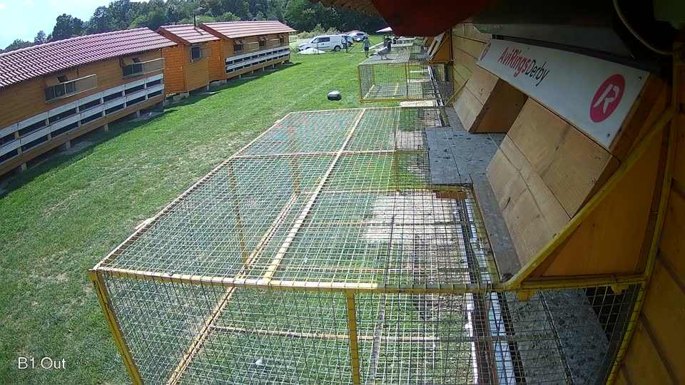 Pigeon Arrival Image For Race Race 6