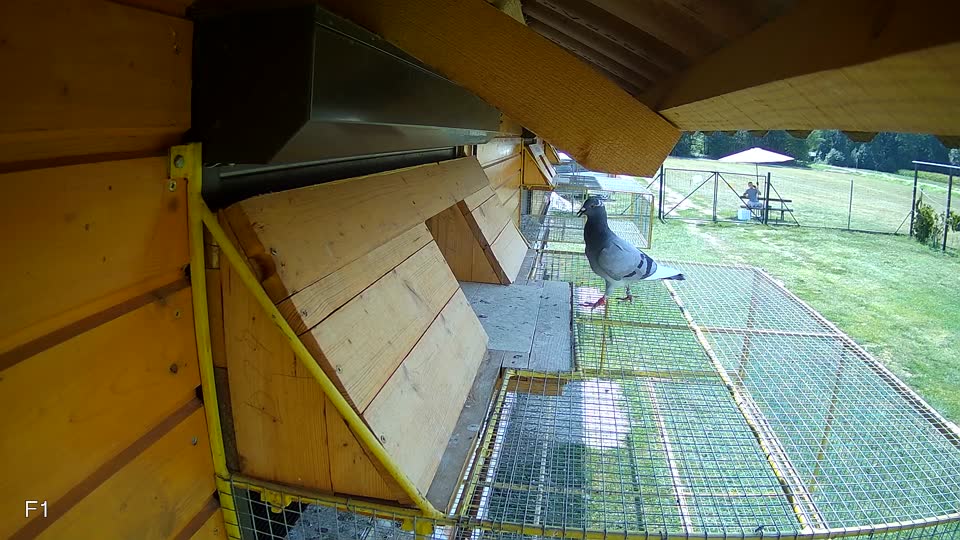 Pigeon Arrival Image For Race Race 4